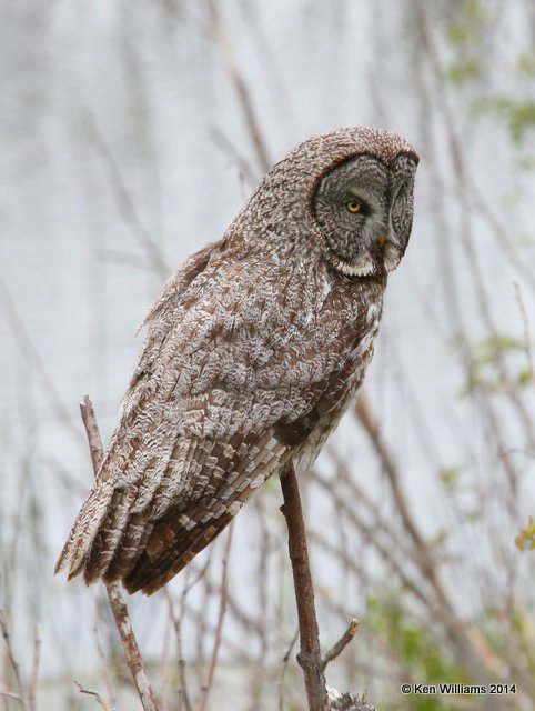 :Great Gray Owl: 