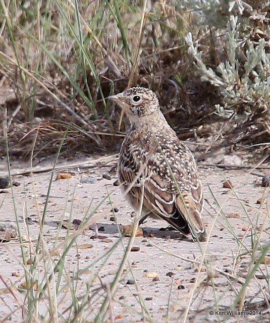Horned Lark fledgling, Bentonite Road, Glasgow, MT, 6-12-14, Jp_014562.JPG