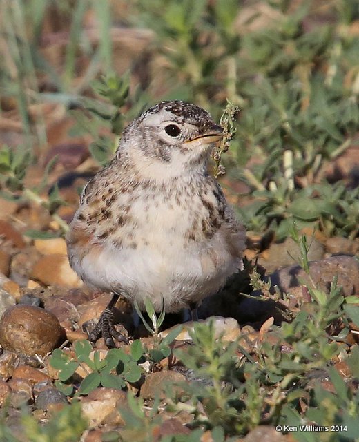 Horned Lark fledgling, Bentonite Road, Glasgow, MT, 6-13-14, Jp_014868.JPG