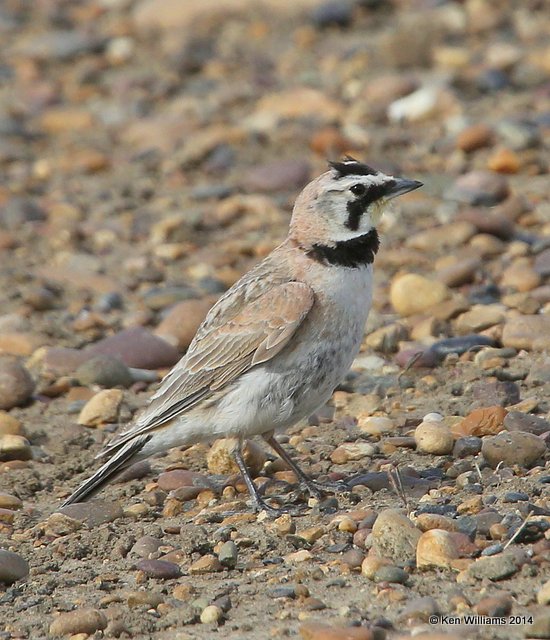 Horned Lark, Bentonite Road, Glasgow, MT, 6-12-14, Jp_014764.JPG