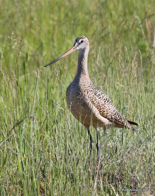 Marbled Godwit breeding plumage, Little Missouri National Grassland, Medora, ND, 6-12-14, Jp_014402.JPG