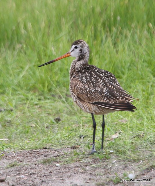Marbled Godwit breeding plumage, SW of Carrington, ND, 6-9-14, Jp_014111.JPG
