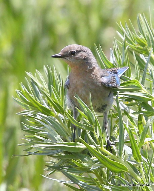 Mountain Bluebird female, Yellowstone Nat. Park, WY, 6-19-14, Jp_016474.JPG