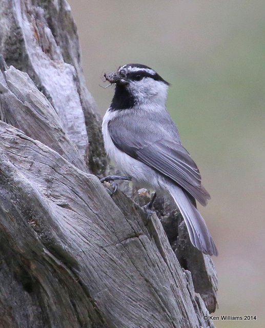 Mountain Chickadee, Yellowstone Nat. Park, WY, 6-19-14, Jp_016440.JPG