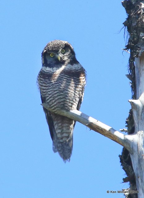 Northern Hawk Owl, Glacier Nat. Park, 6-21-14, Jp_017120.JPG
