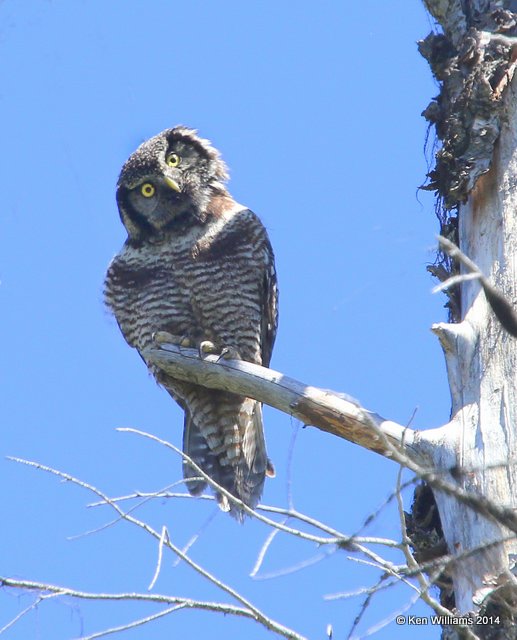 Northern Hawk Owl, Glacier Nat. Park, 6-21-14, Jp_017253.JPG