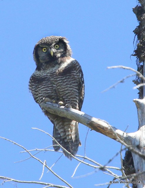:Northern Hawk Owl:
