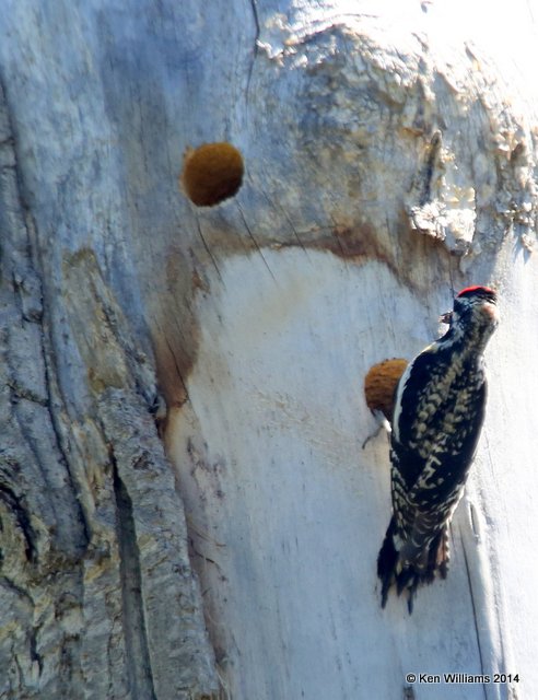 Red-naped Sapsucker female, Glacier Nat. Park, 6-21-14, Jp_016880.JPG