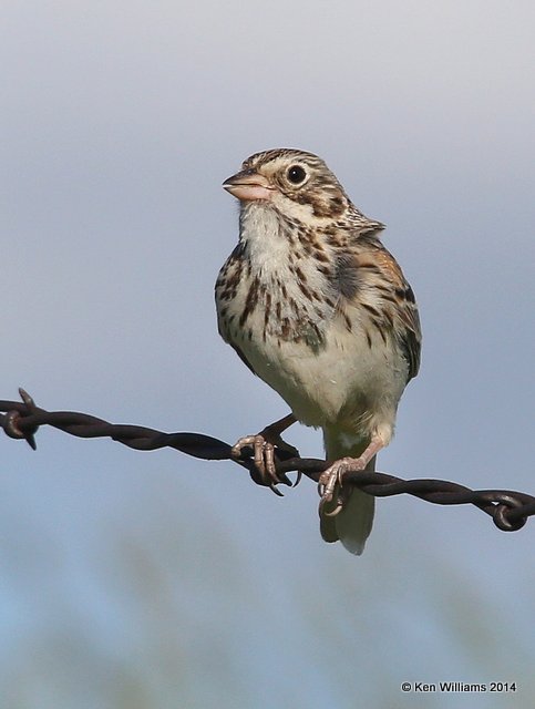Vesper Sparrow, SW of Carringon, ND, 6-9-14, Jp_013289.JPG