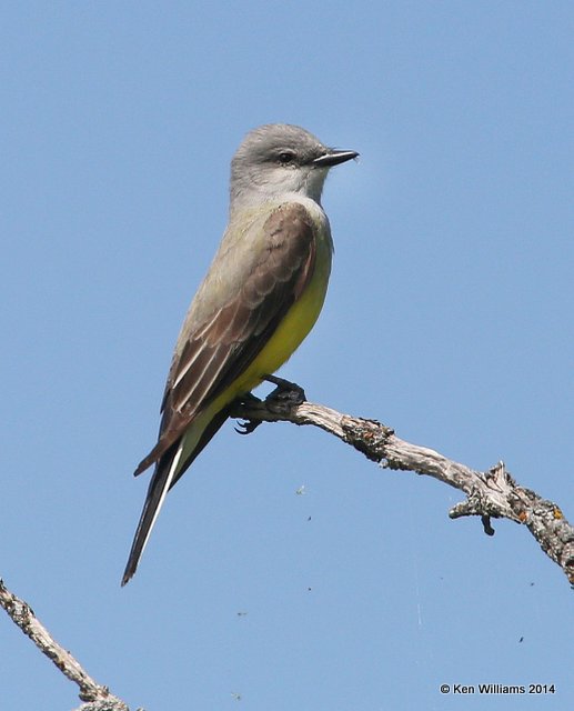 Western Kingbird, SE of Carringon, ND, 6-9-14, Jp_012979.JPG