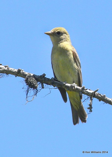Western Tanager female, Glacier Nat. Park, MT, 6-21-14, Jap_016788.JPG