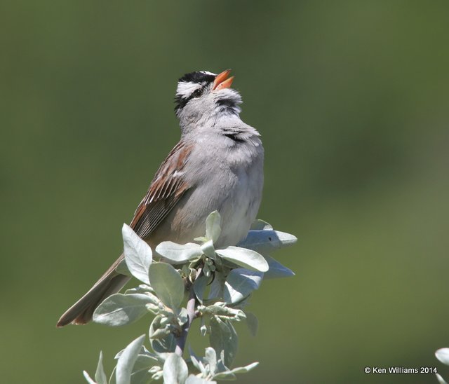 White-crowned Sparrow adult, Glacier Nat Park, MT, 6-23-14, Jp_017981.JPG