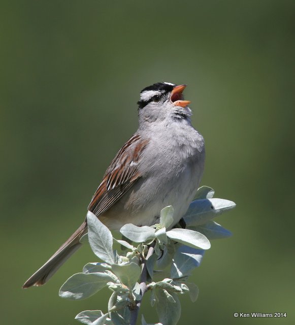 White-crowned Sparrow adult, Glacier Nat Park, MT, 6-23-14, Jp_017986.JPG