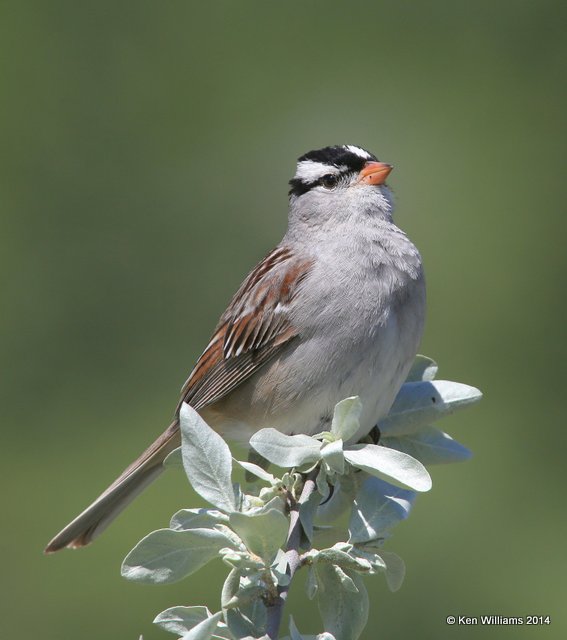 White-crowned Sparrow adult, Glacier Nat Park, MT, 6-23-14, Jp_017987.JPG