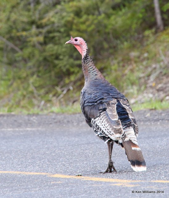 Wild Turkey tom - Merriam's subspecies, Cooke City, MT, 6-19-14, Jp_016601.JPG