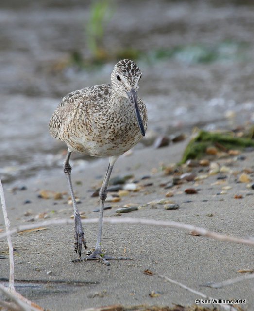 Willet, Western supspecies breeding plumage, SW of Carrington, ND, 6-9-14, Jp_013758.JPG