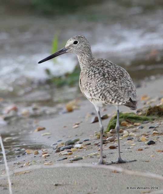 Willet, Western supspecies breeding plumage, SW of Carrington, ND, 6-9-14, Jp_013762.JPG