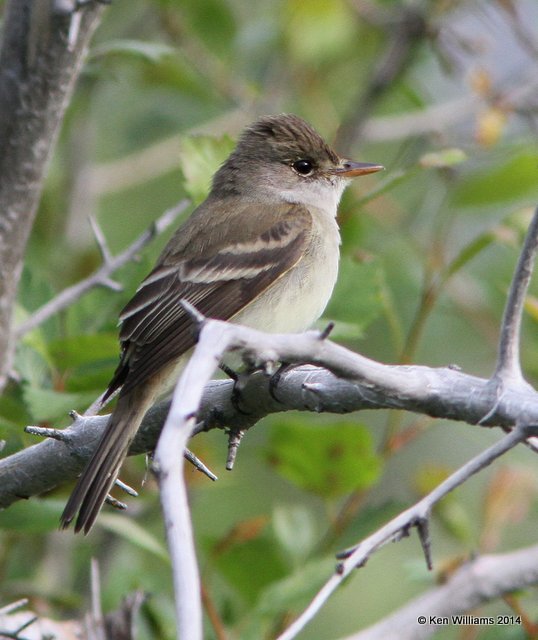 Willow Flycatcher, Glacier Nat. Park, 6-22-14, Jp_017689.JPG