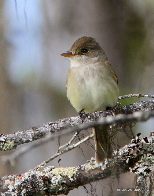 Willow Flycatcher, Glacier Nat. Park, 6-22-14, Jp_017701.JPG