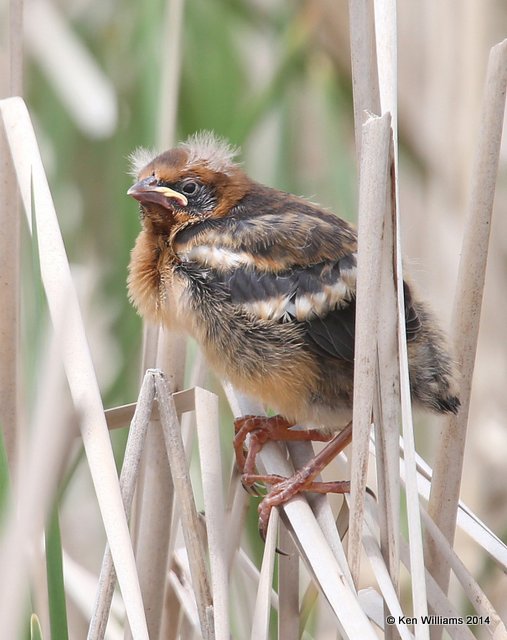 Yellow-headed Blackbird fledgling, SW of Carrington, ND, 6-9-14, Jp_014038.JPG