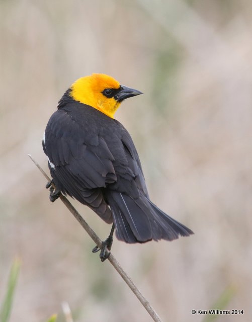 Yellow-headed Blackbird male, Chase Lake Road, ND, 6-8-14, Jp_012645.JPG