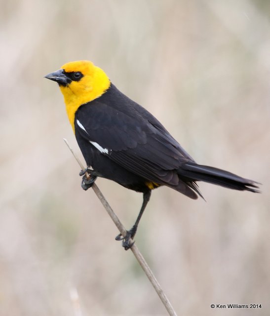 :Yellow-headed Blackbird: