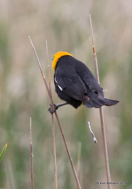 Yellow-headed Blackbird male, Chase Lake Road, ND, 6-8-14, Jp_012671.JPG