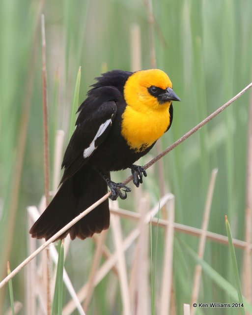 Yellow-headed Blackbird male, SW of Carrington, ND, 6-9-14, Jp_014025.JPG