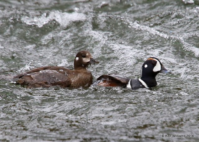 Harlequin Duck female left & male right, Yellowstone National Park, WY, 6-26-14, Jp_019006.JPG