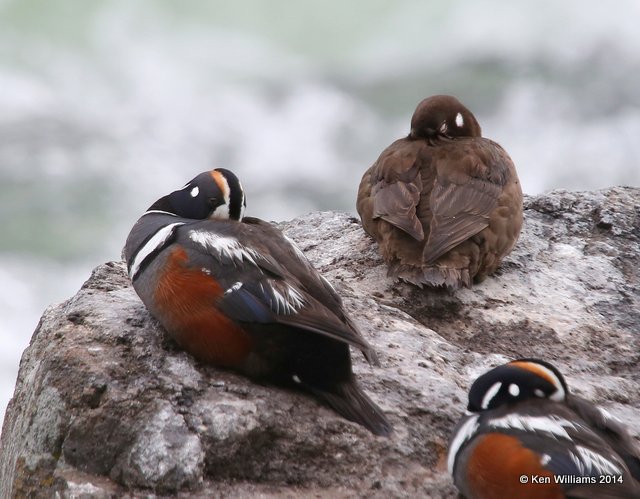 Harlequin Duck female right & male left, LeHardy's Rapids, Yellowstone Nat. Park, WY, 6-19-14, Jp_016388.JPG