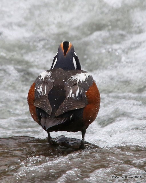 Harlequin Duck male back, Yellowstone National Park, WY, 6-26-14, Jp_018991.JPG