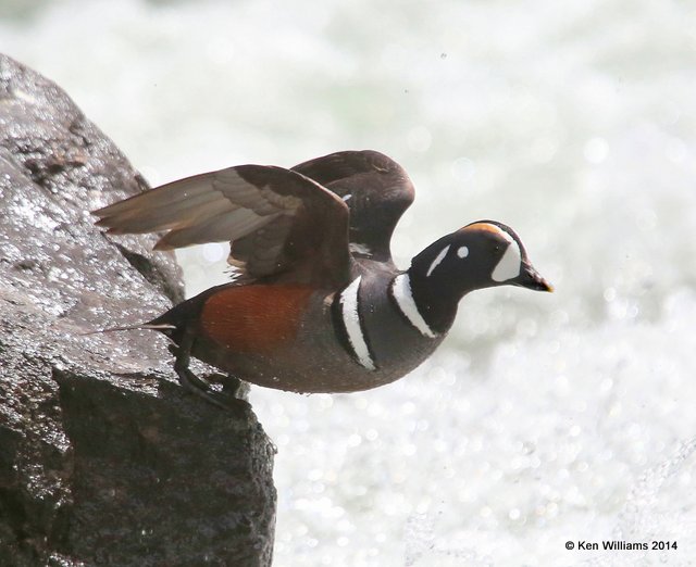 Harlequin Duck male, Yellowstone National Park, WY, 6-15-14, Jap_015092.JPG