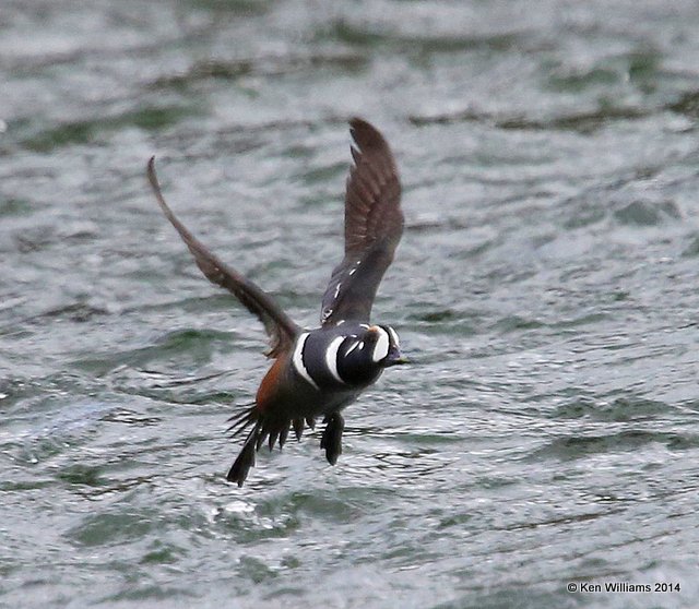 Harlequin Duck male, Yellowstone National Park, WY, 6-15-14, Jap_015103.JPG
