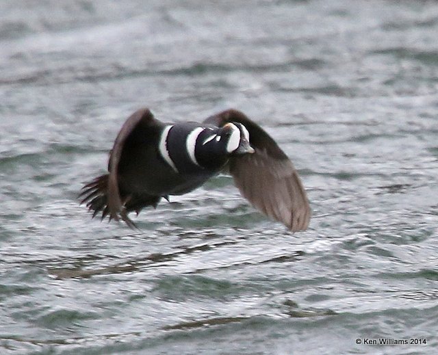 Harlequin Duck male, Yellowstone National Park, WY, 6-15-14, Jap_015105.JPG