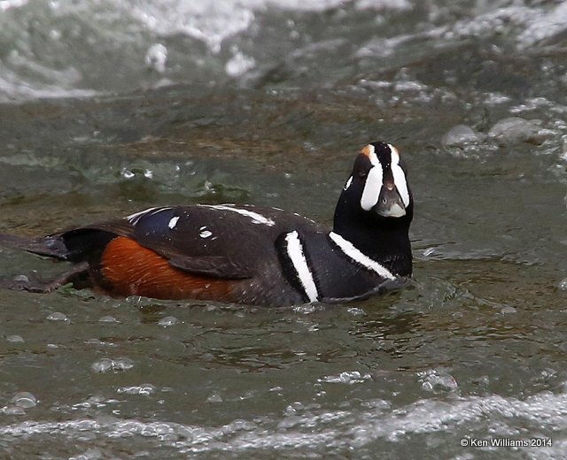 Harlequin Duck male, Yellowstone National Park, WY, 6-15-14, Jp_014955.JPG