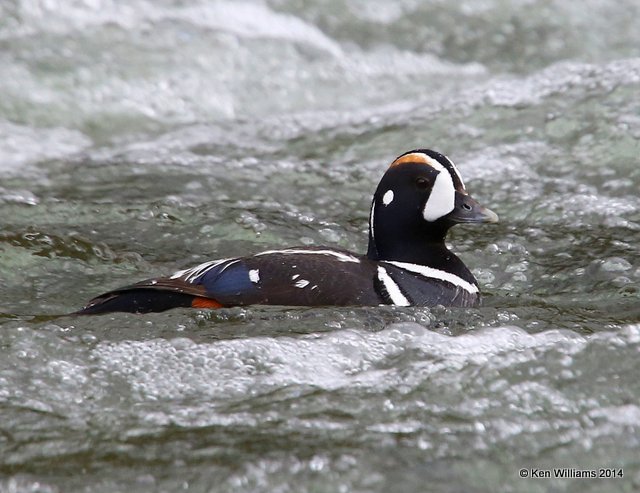 Harlequin Duck male, Yellowstone National Park, WY, 6-15-14, Jp_014985.JPG