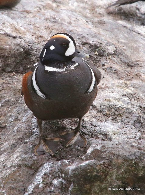 Harlequin Duck male, Yellowstone National Park, WY, 6-15-14, Jp_015052.JPG