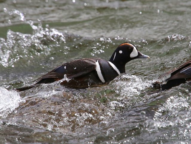 Harlequin Duck male, Yellowstone National Park, WY, 6-15-14, Jp_015189.JPG