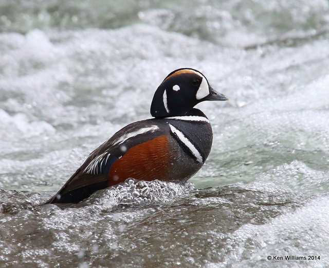 Harlequin Duck male, Yellowstone National Park, WY, 6-15-14, Jp_015268.JPG