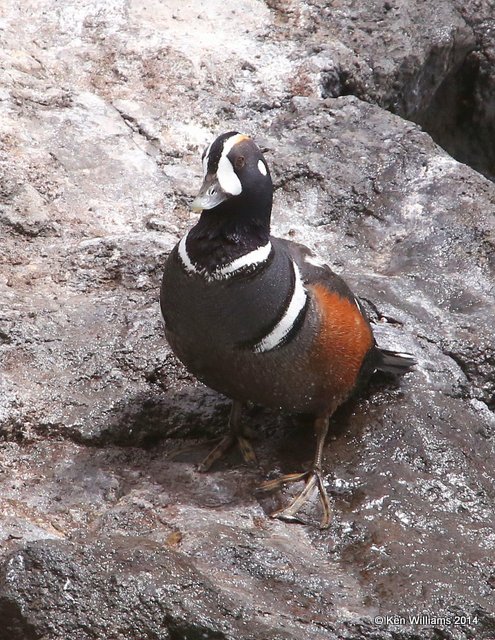 Harlequin Duck male, Yellowstone National Park, WY, 6-15-14, Jp_015285.JPG