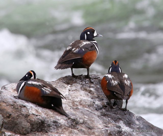 Harlequin Duck males, Yellowstone National Park, MT, 6-21-14, Jp_017456.JPG