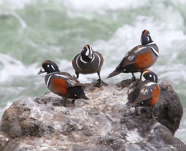 Harlequin Duck males, Yellowstone National Park, WY, 6-15-14, Jp_014925.JPG