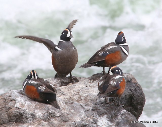 Harlequin Duck males, Yellowstone National Park, WY, 6-15-14, Jp_014930.JPG