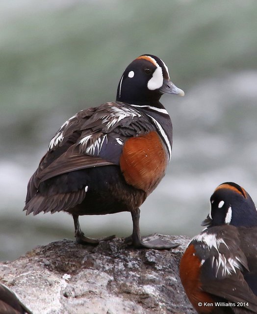 Harlequin Duck males, Yellowstone National Park, WY, 6-15-14, Jp_014963.JPG