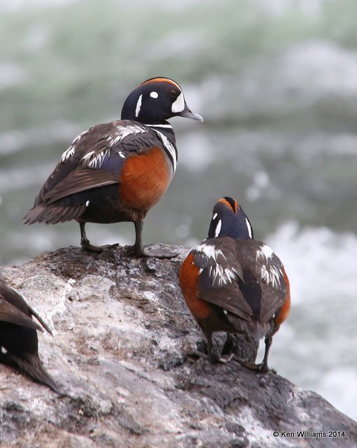 Harlequin Duck males, Yellowstone National Park, WY, 6-15-14, Jp_014979.JPG