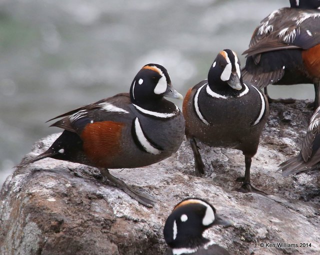 Harlequin Duck males, Yellowstone National Park, WY, 6-15-14, Jp_015043.JPG