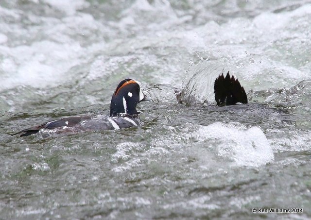 Harlequin Duck males, Yellowstone National Park, WY, 6-15-14, Jp_015120.JPG