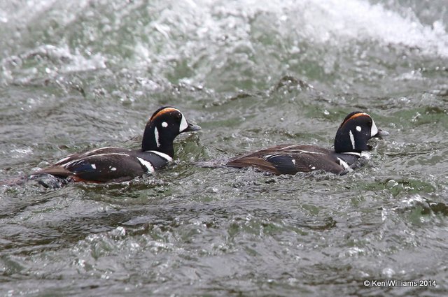 Harlequin Duck males, Yellowstone National Park, WY, 6-15-14, Jp_015175.JPG