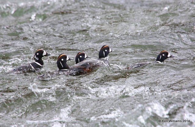 Harlequin Duck males, Yellowstone National Park, WY, 6-15-14, Jp_015204.JPG