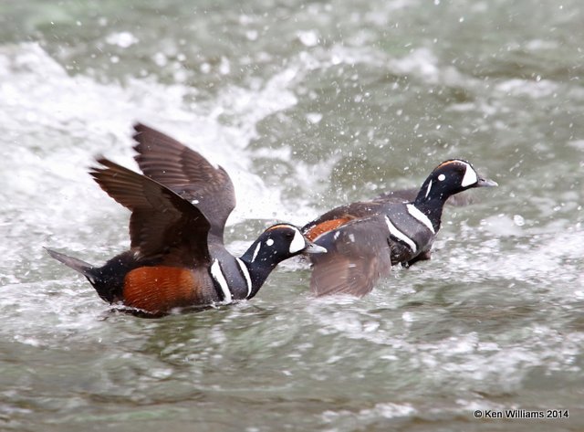 Harlequin Duck males, Yellowstone National Park, WY, 6-15-14, Jp_015249.JPG